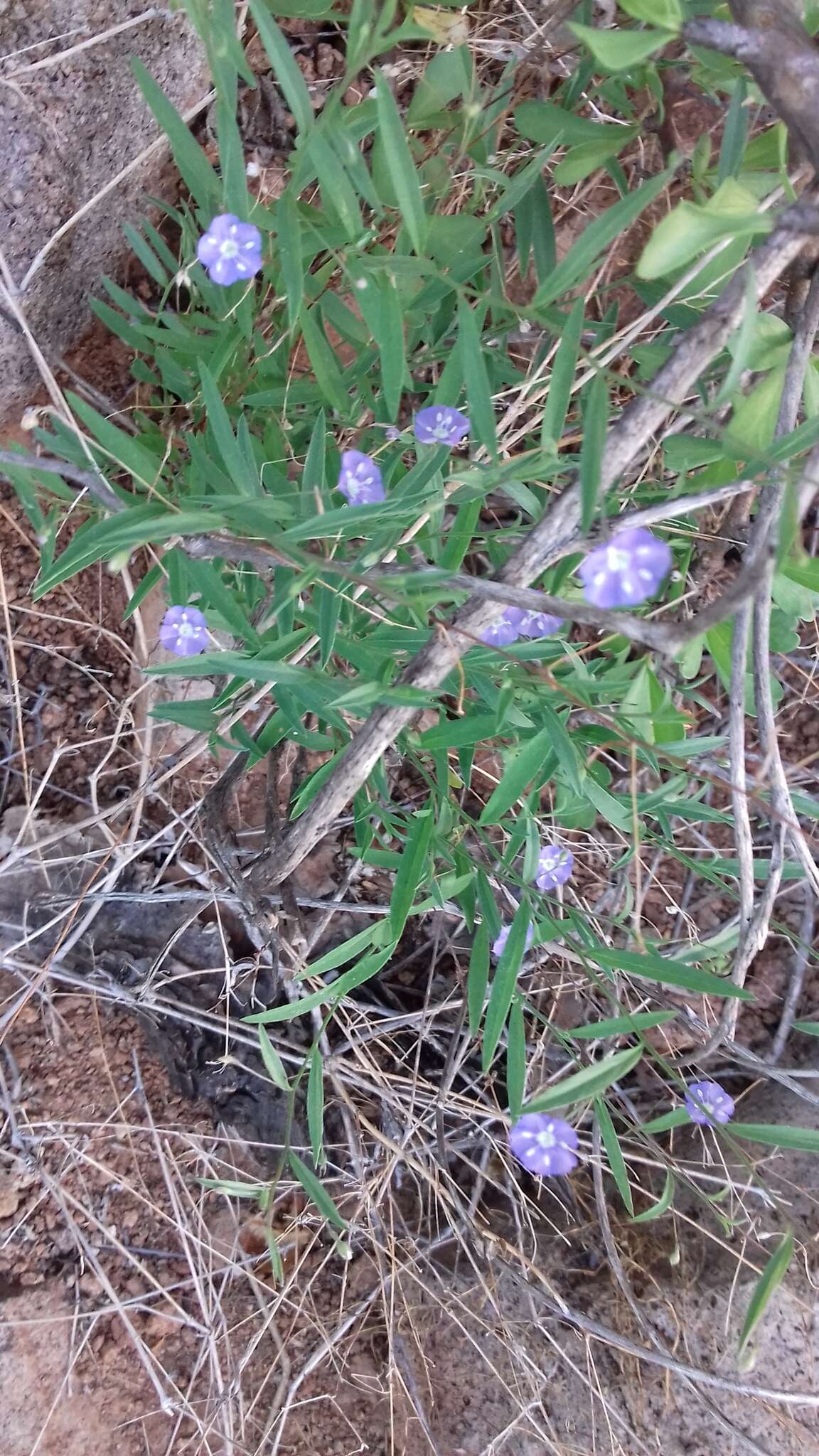 Image of wild dwarf morning-glory