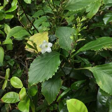 Strobilanthes lanyuensis Seok, C. F. Hsieh & J. Murata resmi