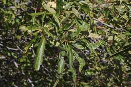 Lyonothamnus floribundus subsp. floribundus的圖片