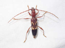 Image of Coptocercus abberrans (Newman 1840)