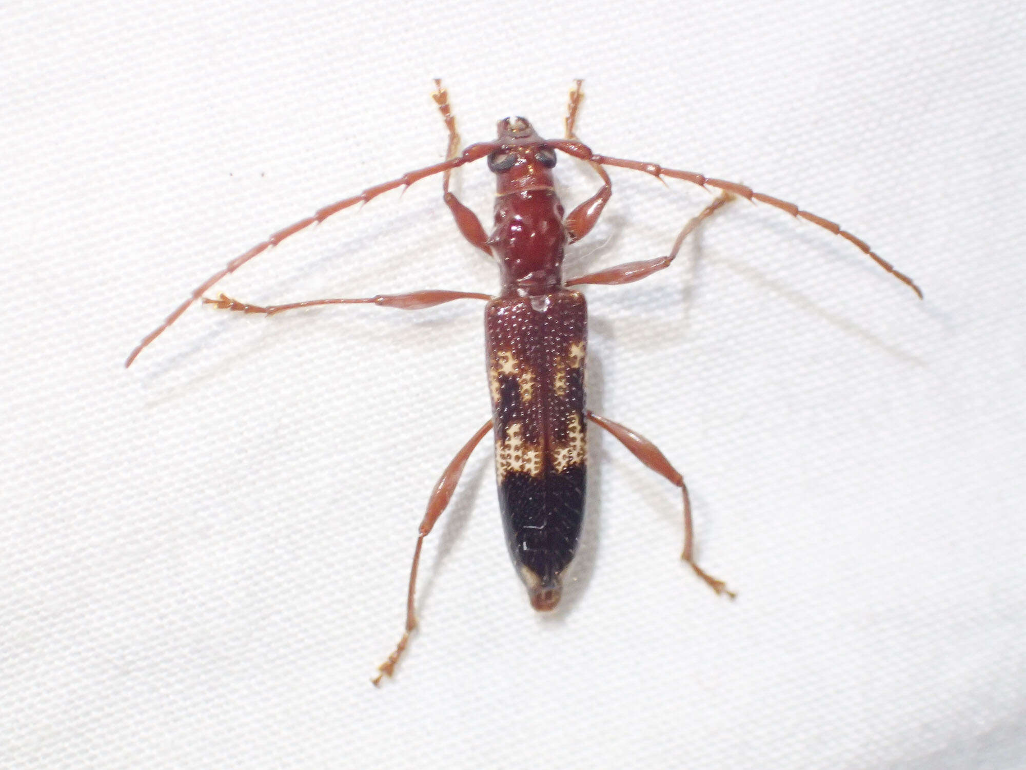 Image of Coptocercus abberrans (Newman 1840)