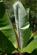 Imagem de Ensete ventricosum (Welw.) Cheesman