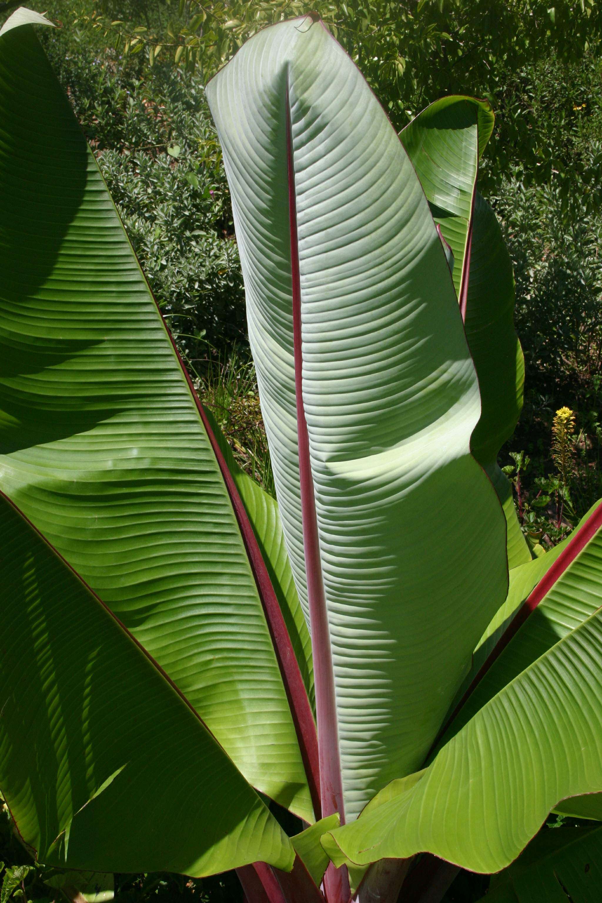 Imagem de Ensete ventricosum (Welw.) Cheesman