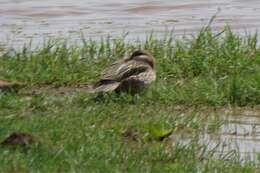 Image of Red-billed Teal