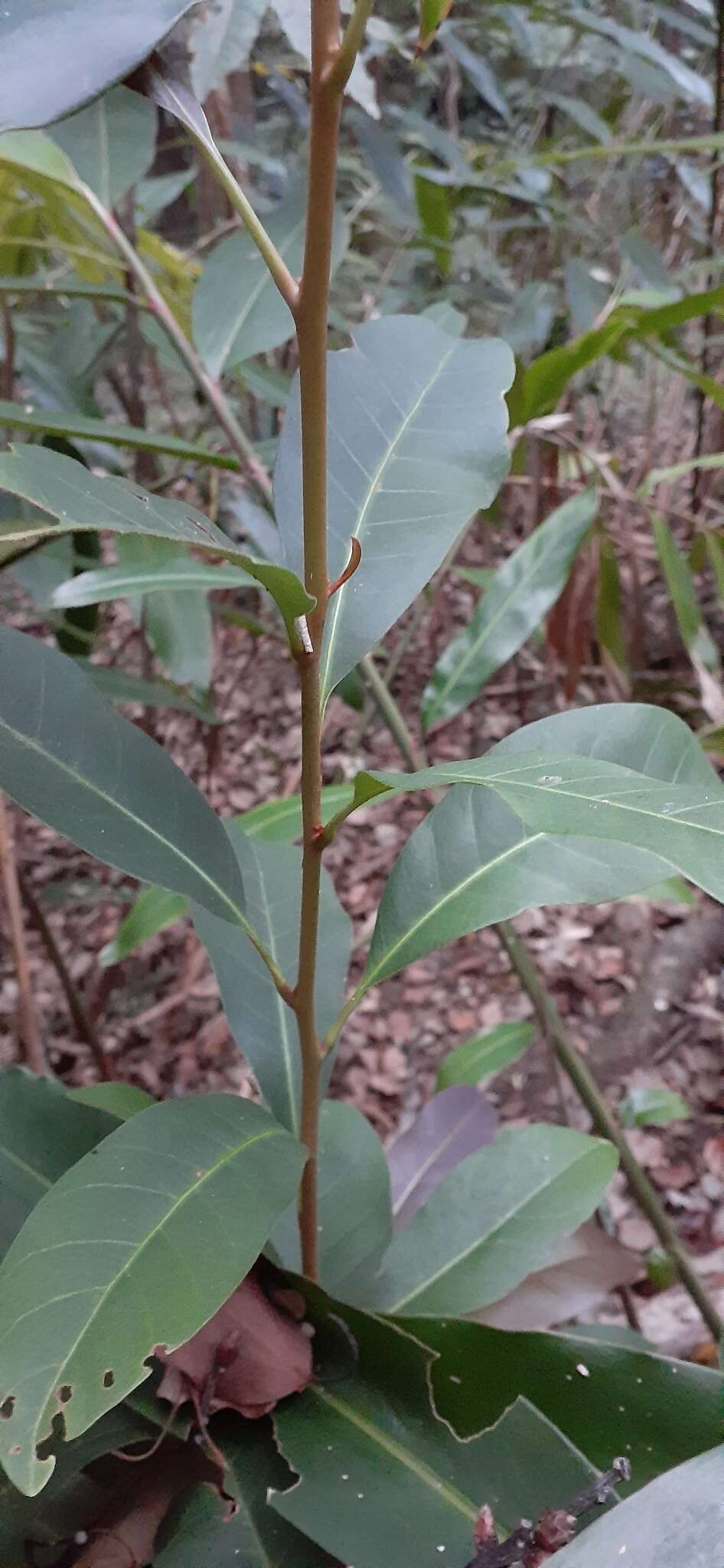 Pleioluma queenslandica (P. Royen) Swenson resmi