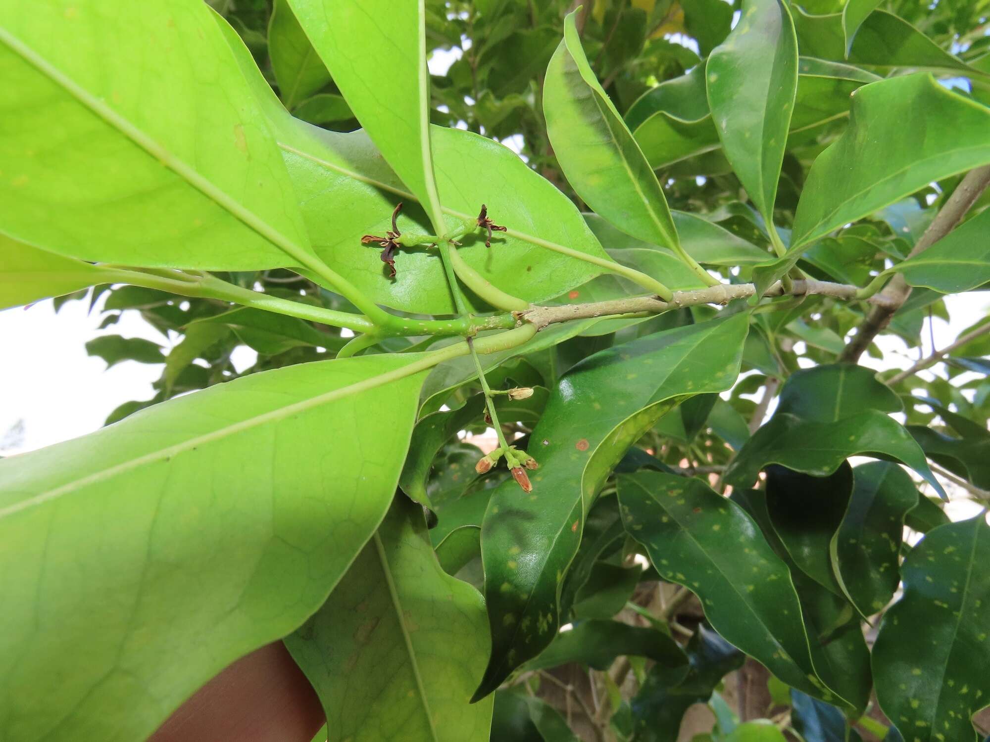 Sivun Noronhia peglerae (C. H. Wright) Hong-Wa & Besnard kuva