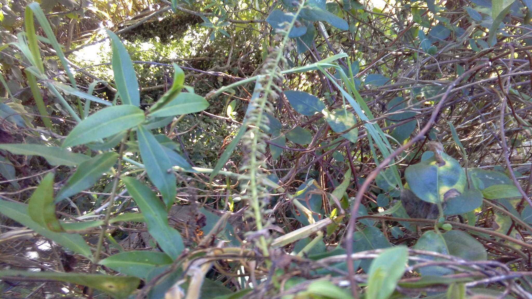 Image of <i>Veronica <i>stricta</i></i> var. stricta