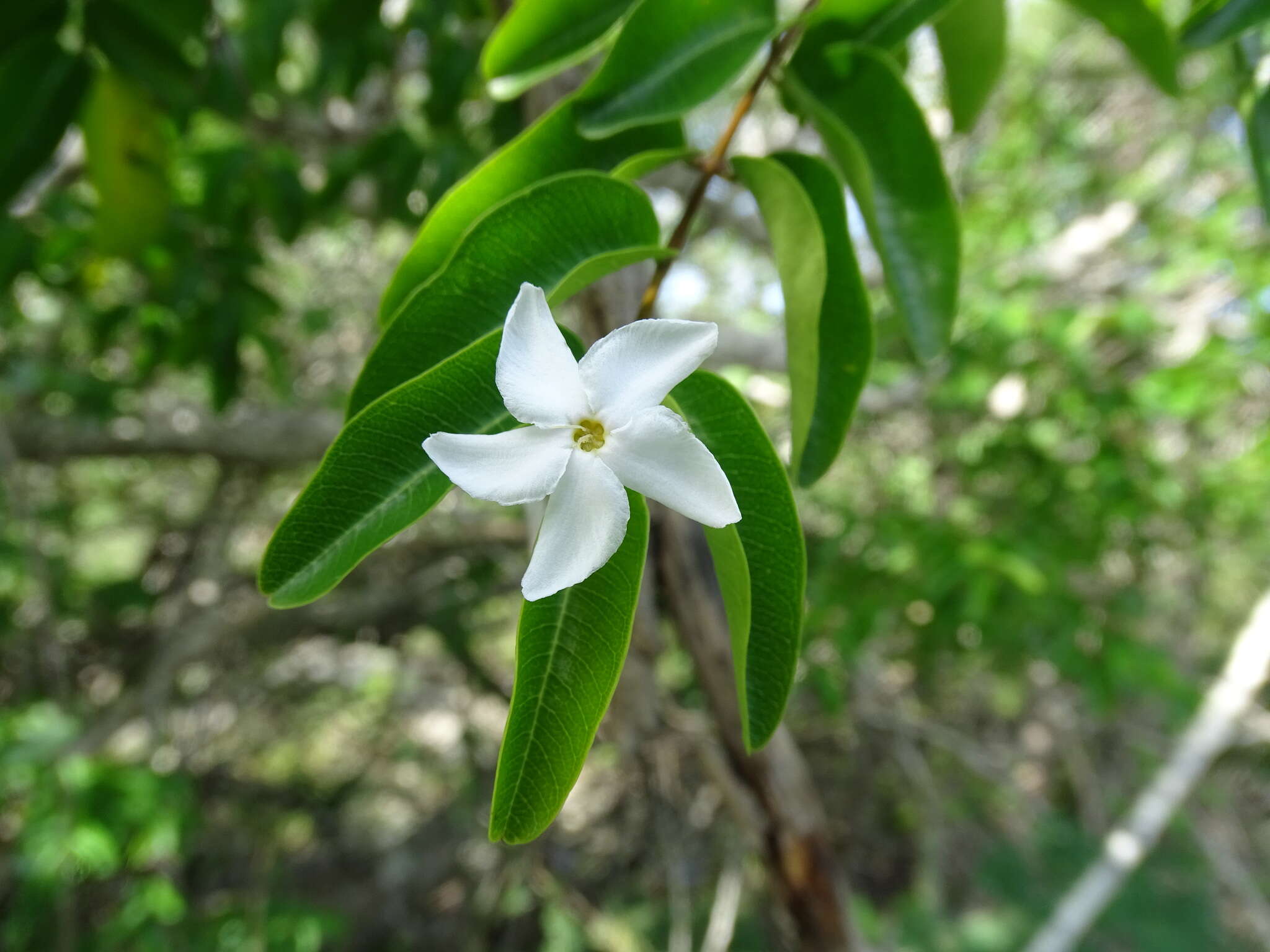 Image of Cameraria latifolia L.