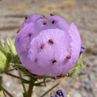 Imagem de Eremalche rotundifolia (A. Gray) Greene