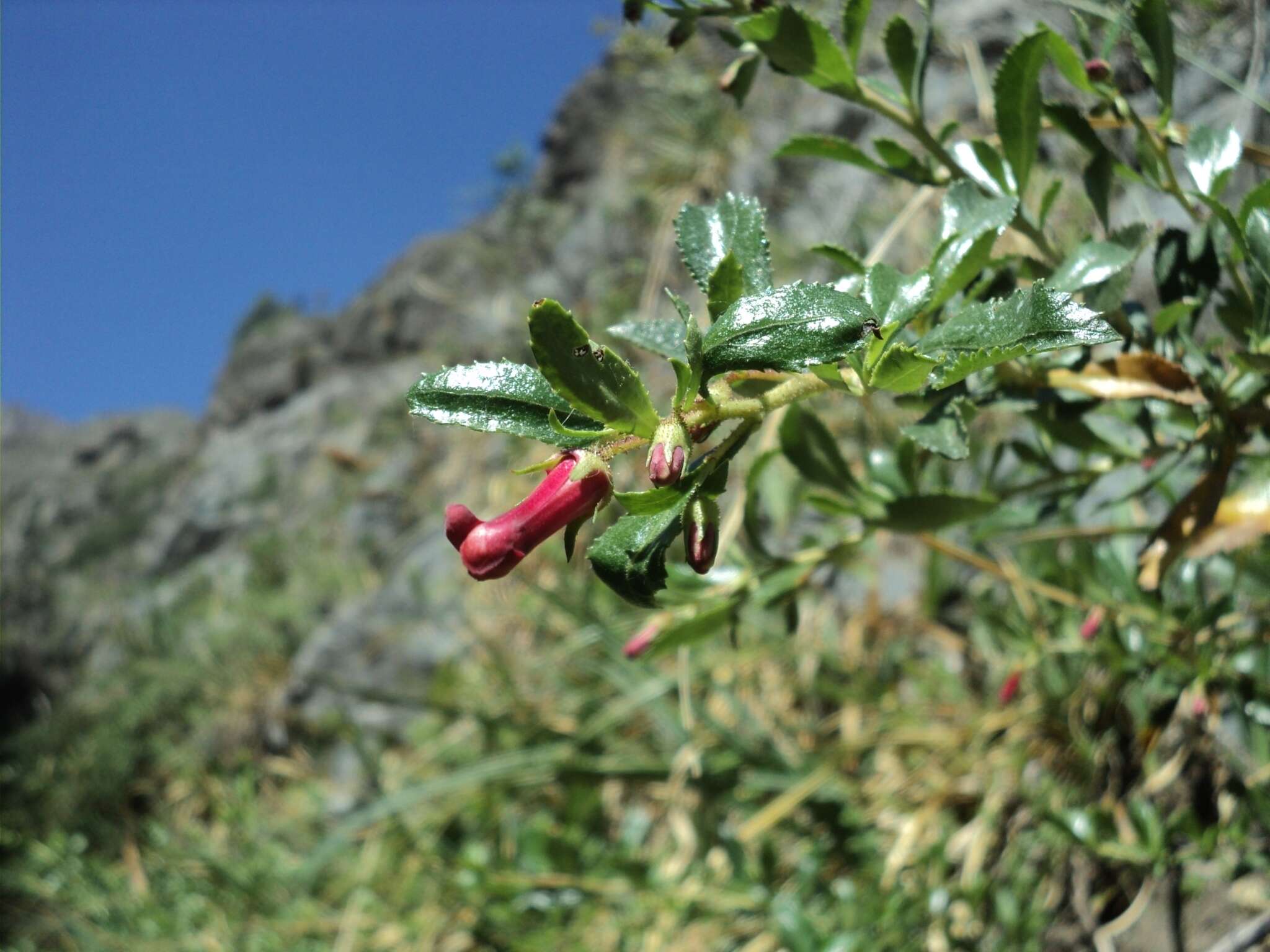 Escallonia alpina var. carmelitana (Meyen) Acev. & Kaus. resmi