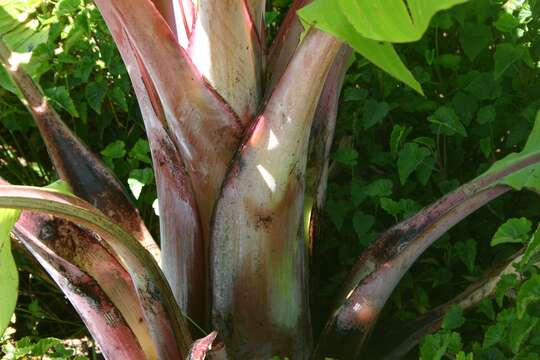 Plancia ëd Ensete ventricosum (Welw.) Cheesman