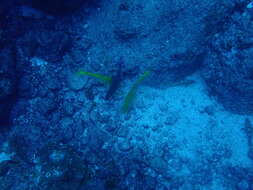 Image of Mexican goatfish