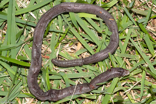 Image of Mertens'  Worm Lizard