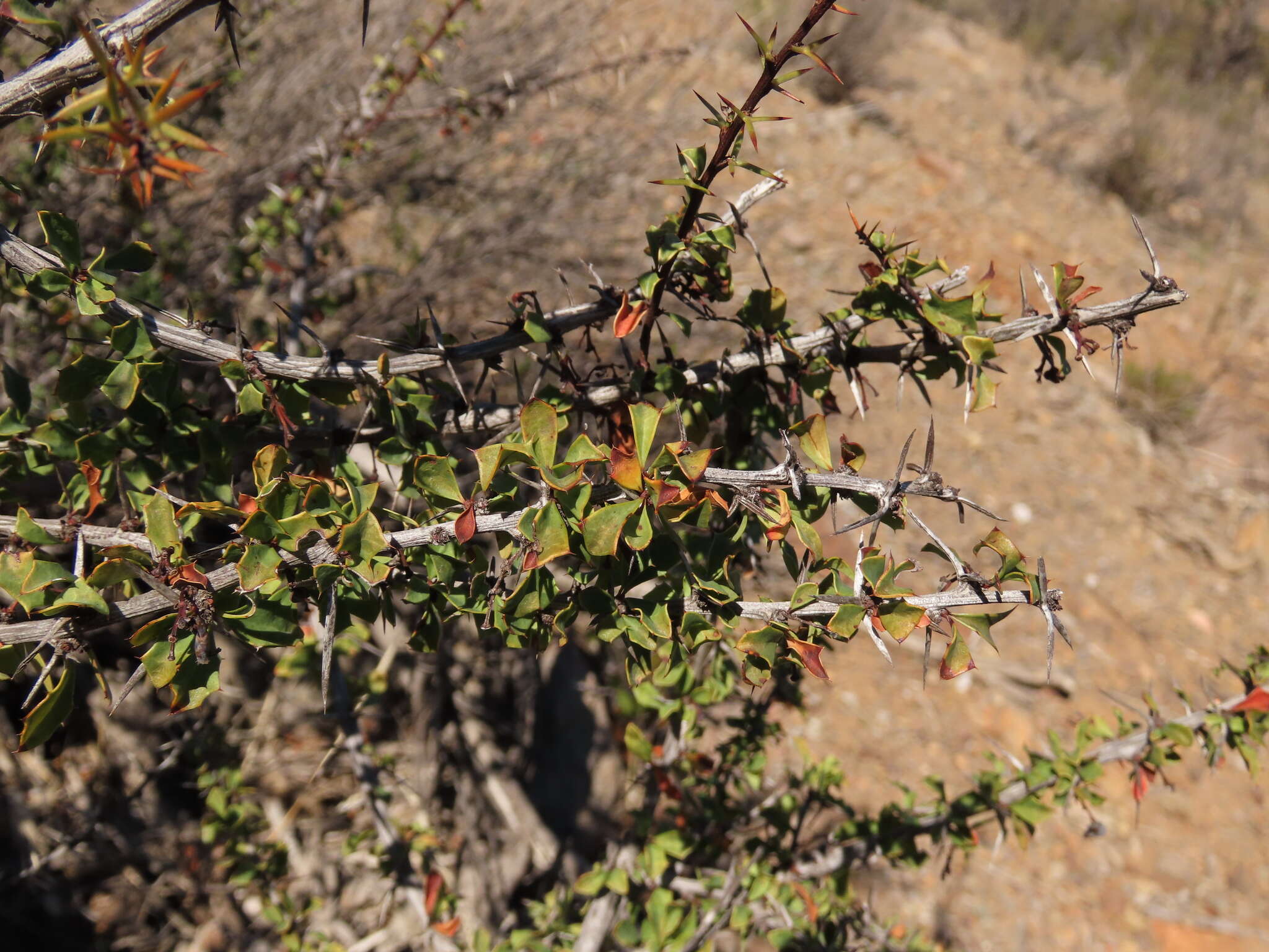 Image of Berberis glomerata Hook. & Arn.