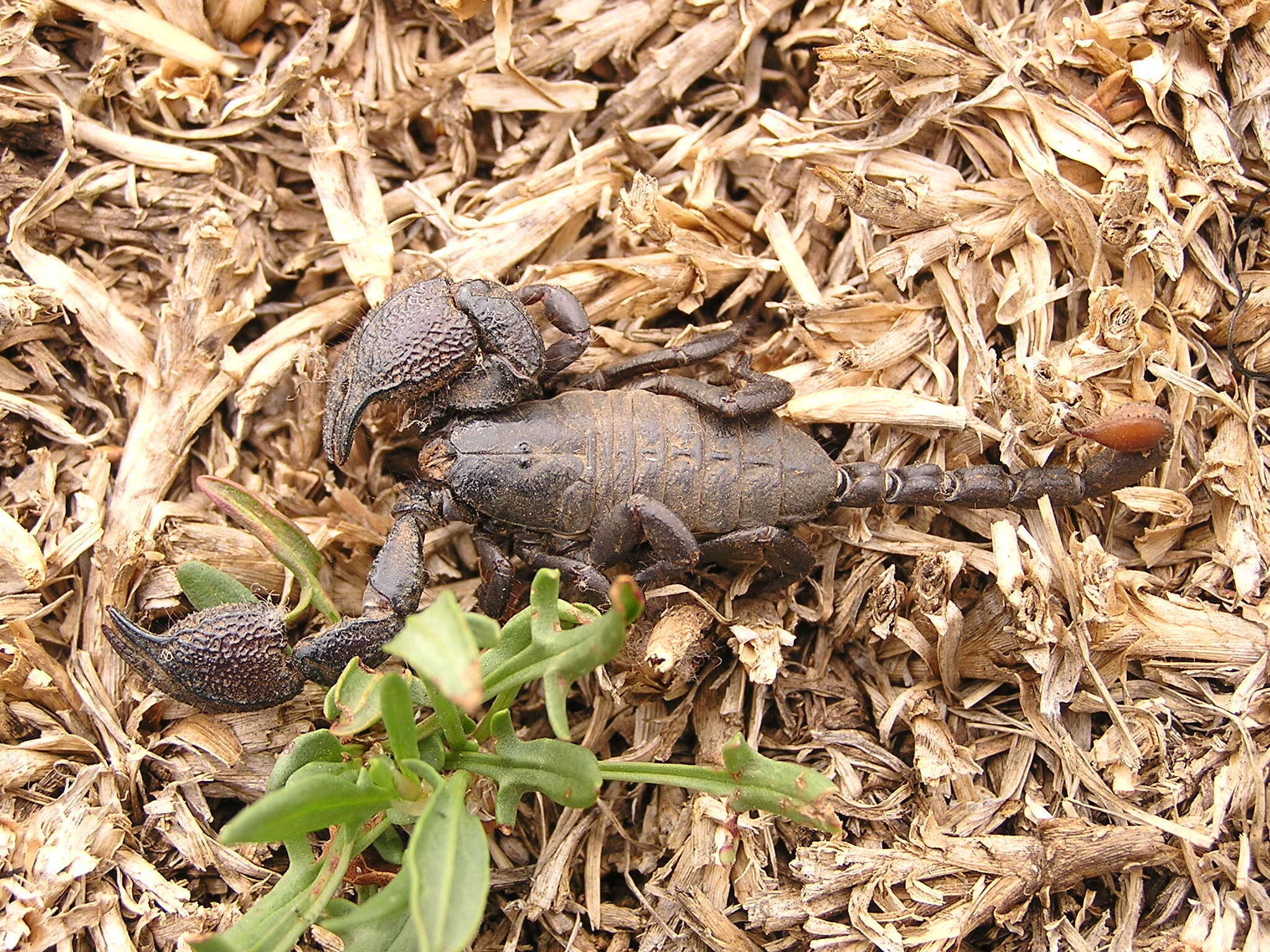 Image of Cheloctonus intermedius Hewitt 1912