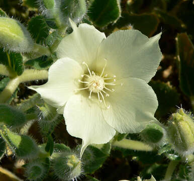 Image of desert stingbush