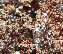 Sivun Euphorbia micromera Boiss. kuva