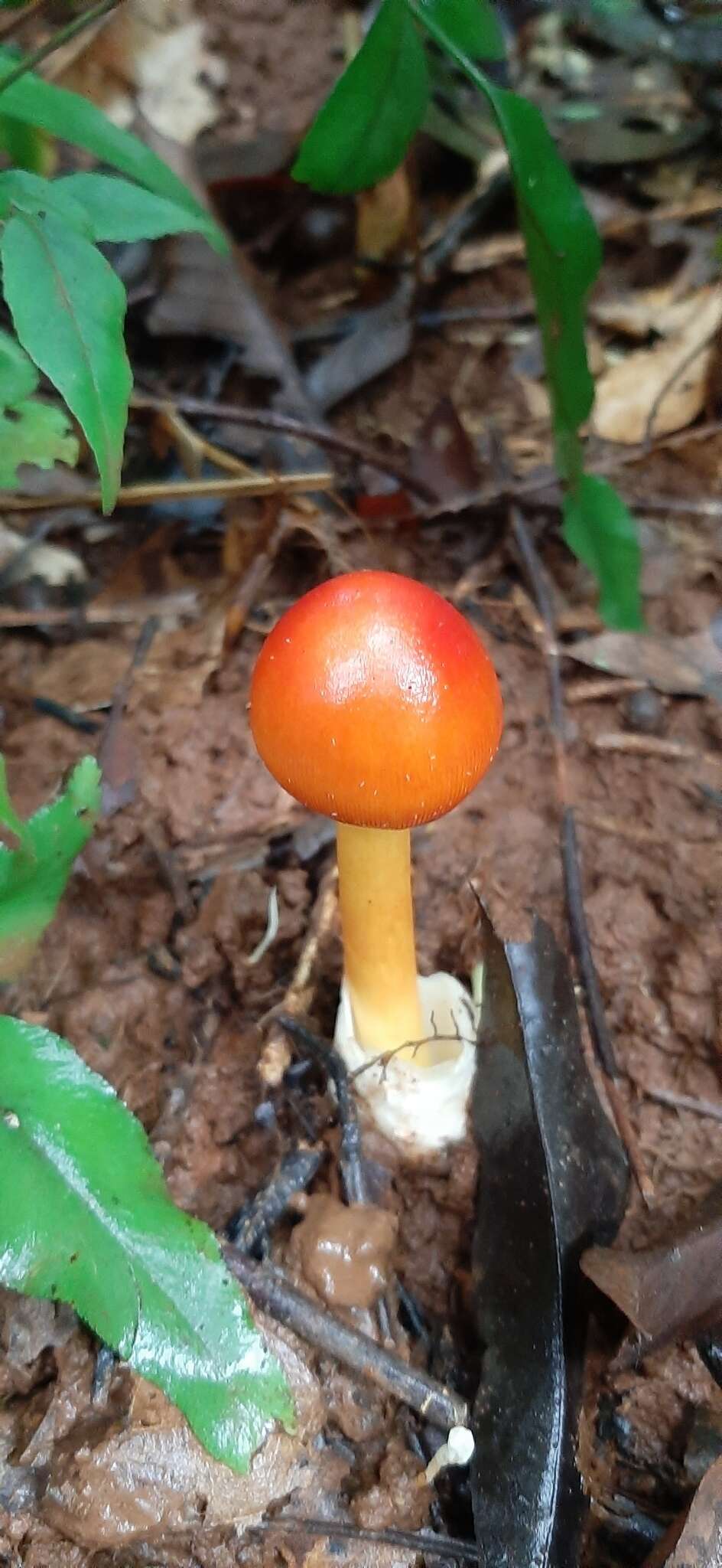 Image of Amanita hemibapha (Berk. & Broome) Sacc. 1887