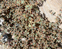 Sivun Euphorbia micromera Boiss. kuva