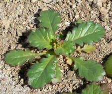 Image of broad-leaf gilia