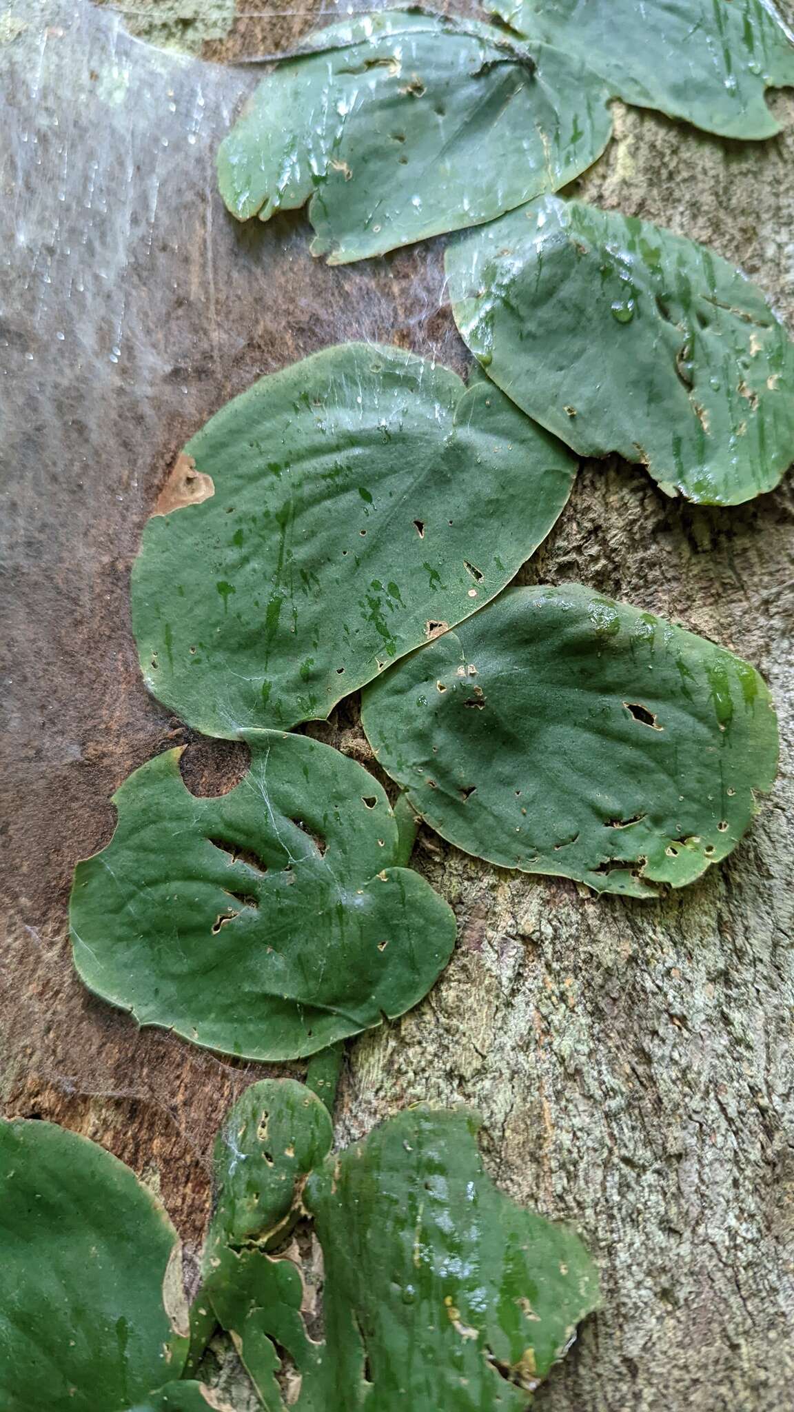 Image of Monstera tenuis K. Koch