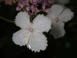 Image of Hydrangea aspera Buch.-Ham. ex D. Don