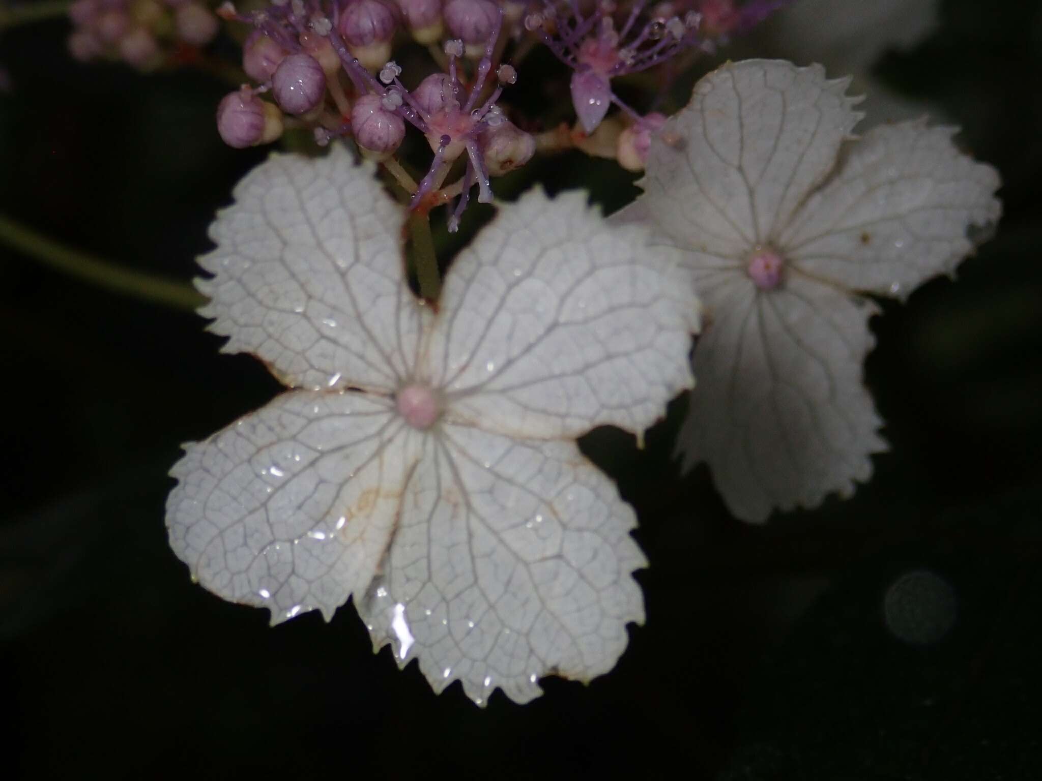 Sivun Hydrangea aspera Buch.-Ham. ex D. Don kuva