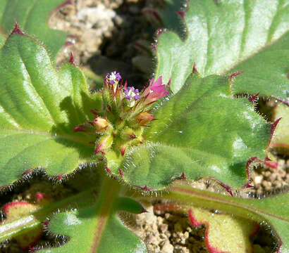 Image of broad-leaf gilia