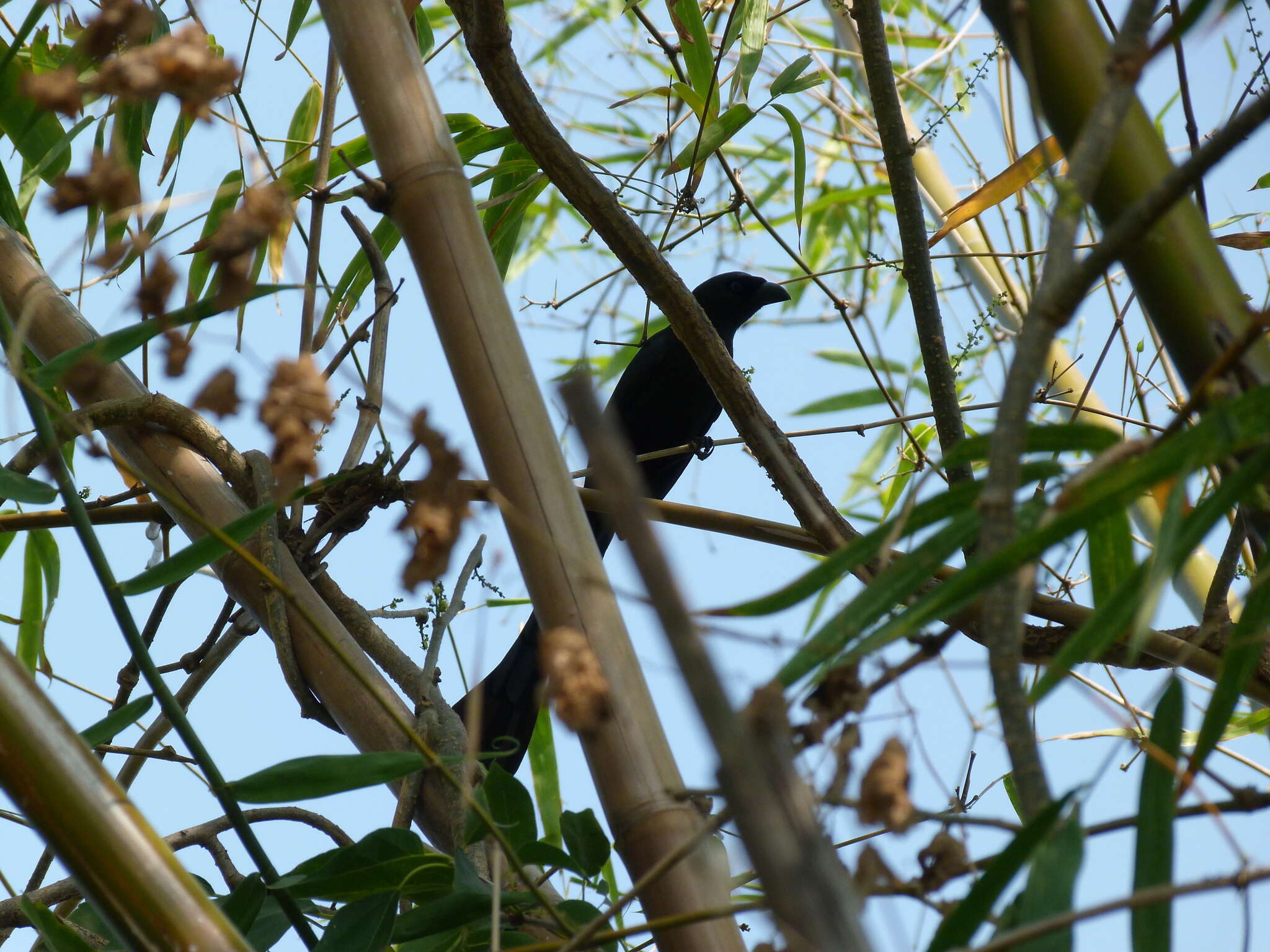 Image of Treepie