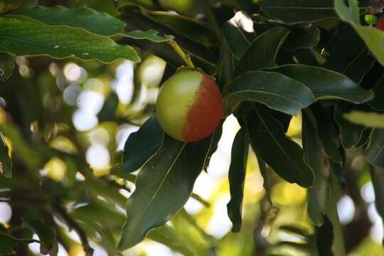 Image of Diospyros malabarica (Desr.) Kostel.