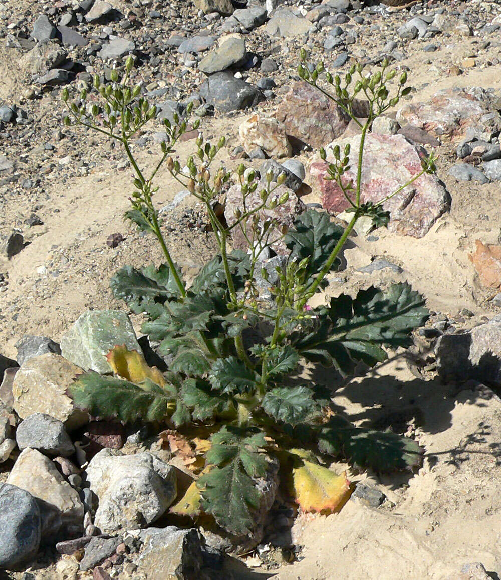 Image of broad-leaf gilia