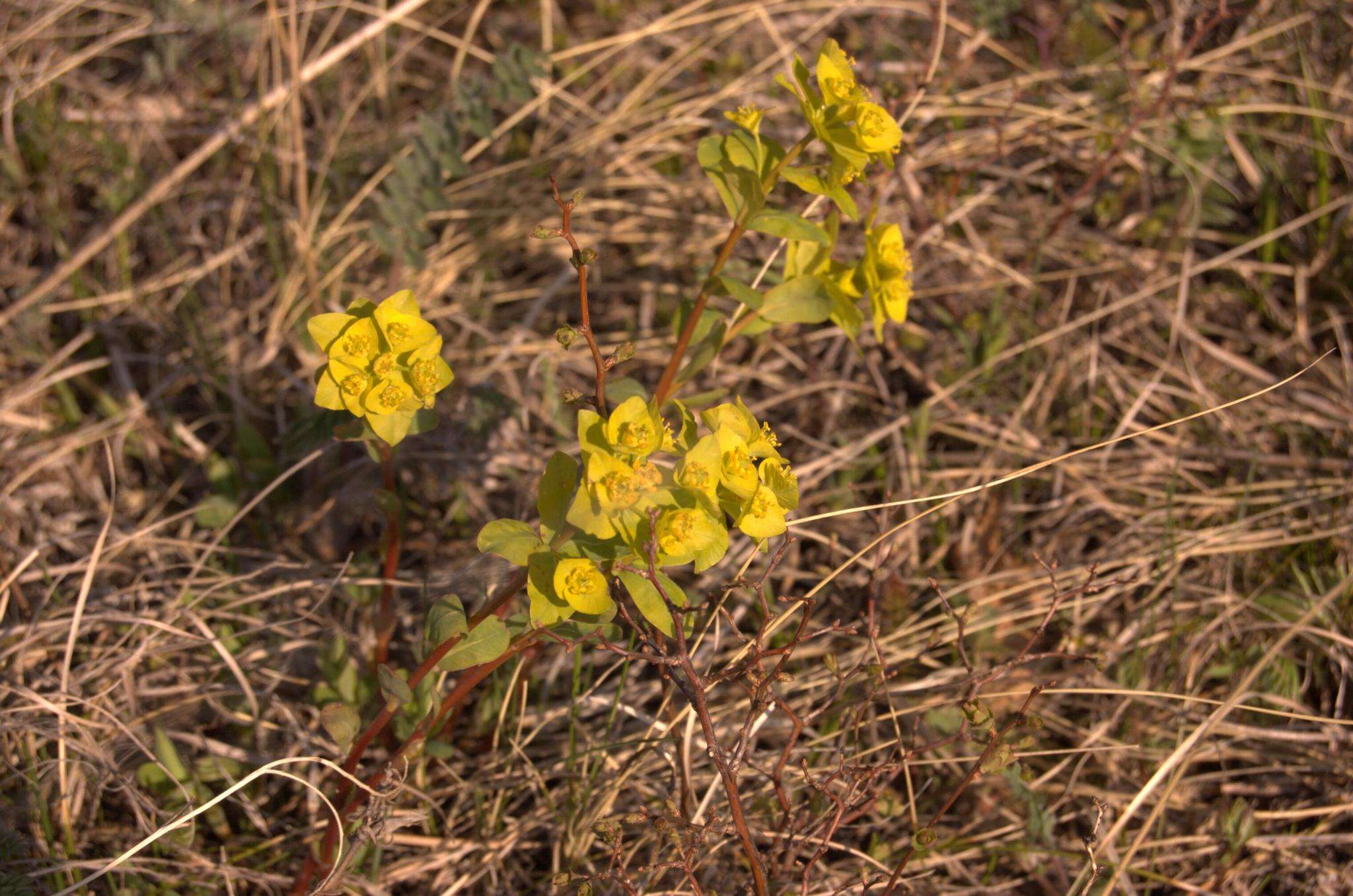 Слика од Euphorbia altaica Ledeb.