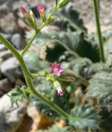 Image of broad-leaf gilia