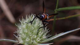 Plancia ëd Cylindromyia rufifrons (Loew 1844)