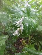 Image of northern blue monkshood