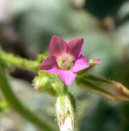 Image of broad-leaf gilia