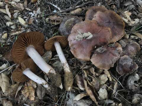 Sivun Cortinarius ohlone Bojantchev 2013 kuva