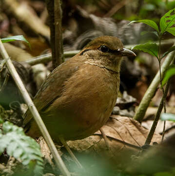 Image of Blue-naped Pitta