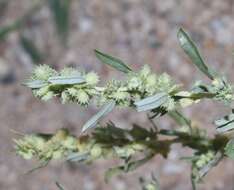 Image of wheelscale saltbush