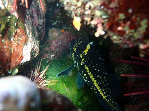 Image of China rockfish