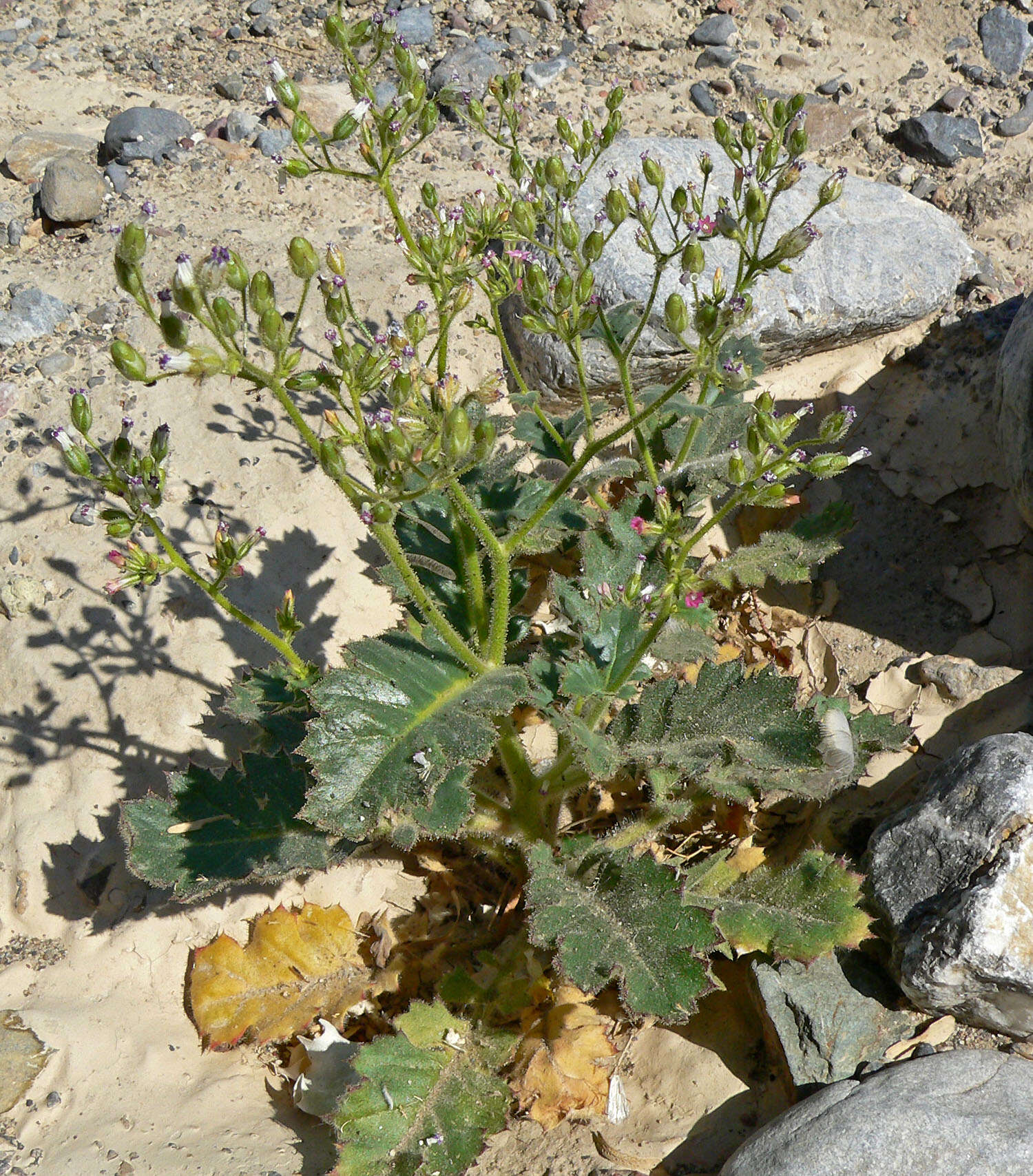 Image of broad-leaf gilia