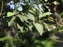 Ficus erecta var. beecheyana (Hook. & Arn.) King的圖片