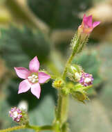 Image of broad-leaf gilia