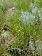 Image of Habenaria galpinii Bolus