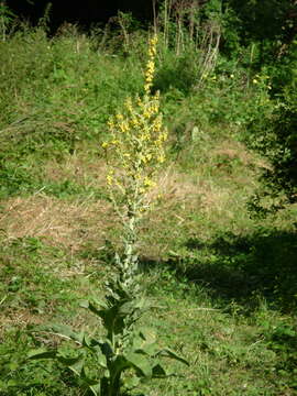 Image of showy mullein