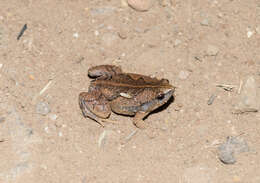 Image of Two-spaded Narrowmouth Toad