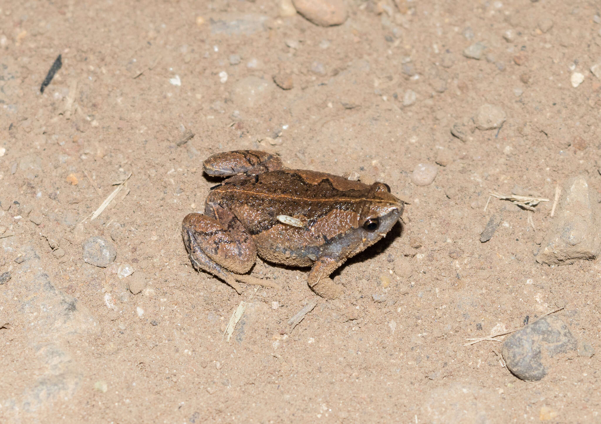 Image of Two-spaded Narrowmouth Toad