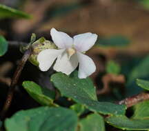 Image of Viola curtisiae