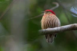 Image of Striolated Manakin