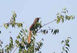 Image of Long-billed Thrasher